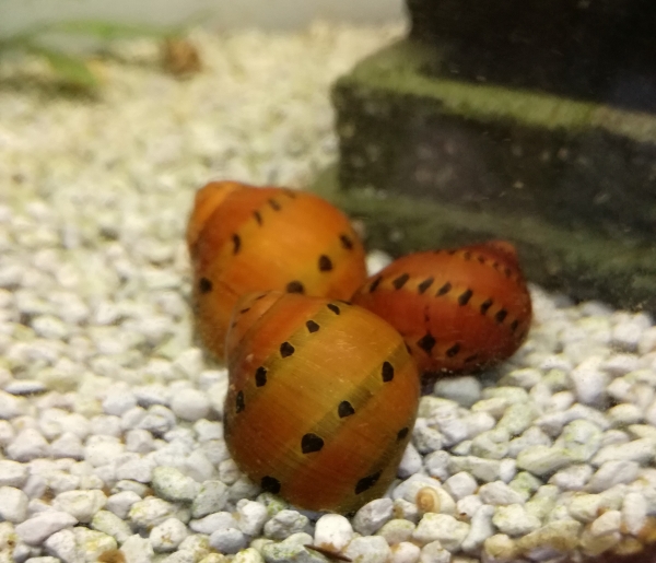 Orange Track Rennschnecke, Neritina turrita